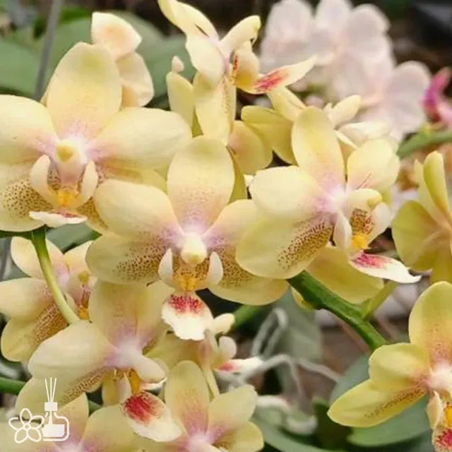 Phalaenopsis Ron-E Glamor '3202' (Phalaenopsis)