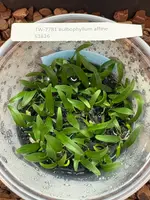 FLASK Bulbophyllum affine