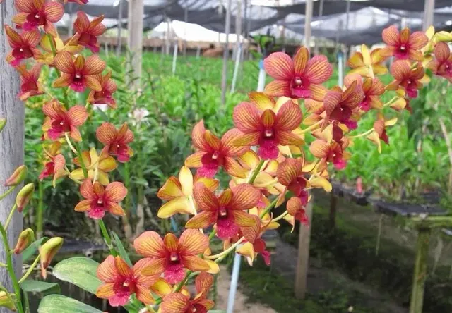 Dendrobium Emerald Sundae (Dendrobium)