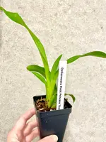 Wilhelmara (DeGarmoara) Pinot Princess 'Scary' | SapphireChild Orchids