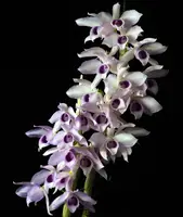 Dendrobium Nestor 'Blue dragon'