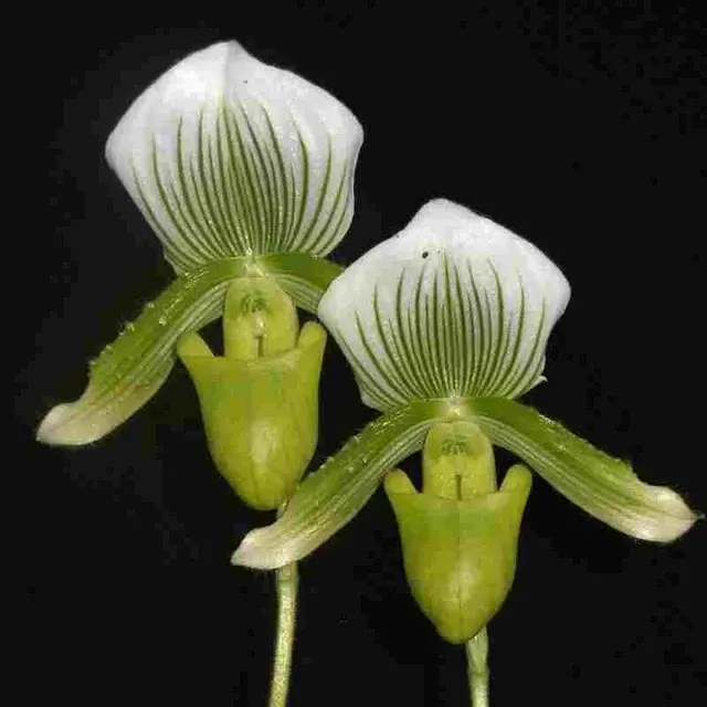 Paphiopedilum CLAIRE DE LUNE (Paphiopedilum)