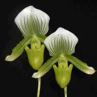 Paph. Claire de Lune (Emerald X Alma Gaveart)