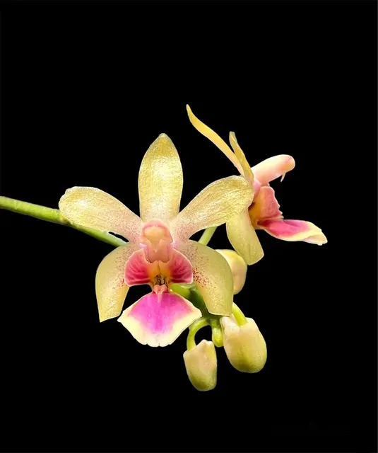 Phalaenopsis deliciosa (Phalaenopsis)