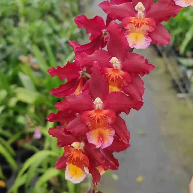 Wilsonara Warm Memories 'Wild Fire'