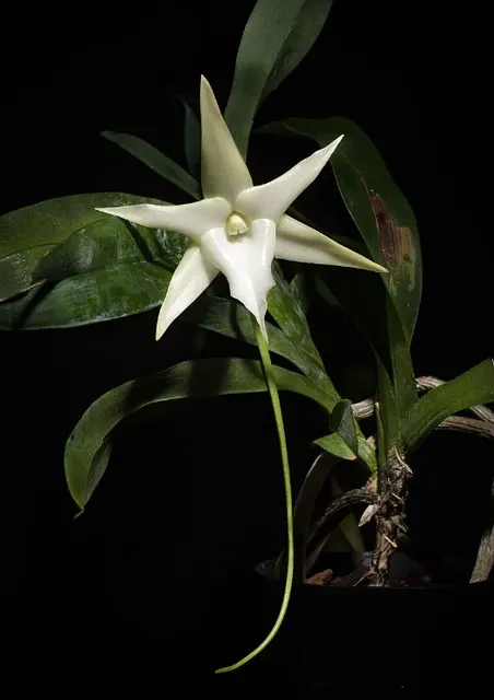 Angraecum sesquipedale x sib
