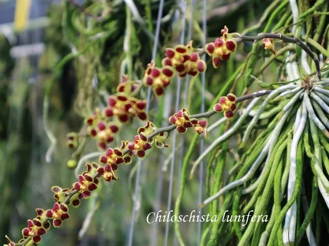 Chiloschista lunifera 'Red'