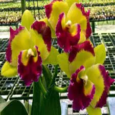 Cattleya Greenworth Lord
