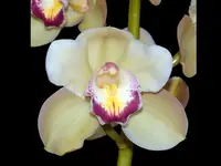 Cymbidium Lumines