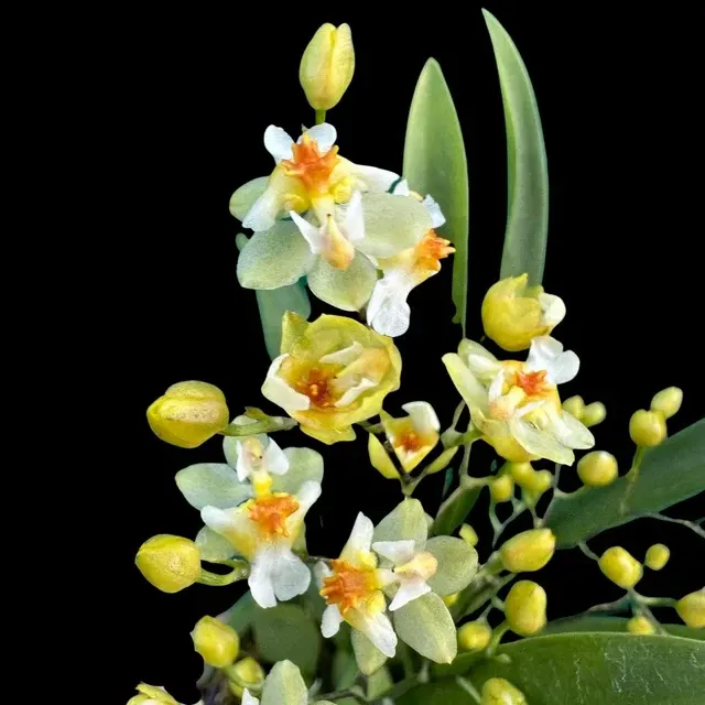 Oncidium Alliance - Oncidium Twinkle 'Fantasy'