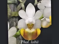 Phal. lobbii x sib (P1997) (Parishianae - - lobbii )