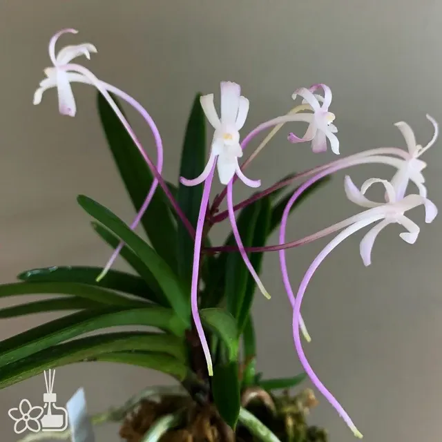 Neofinetia falcata 'Juyeong' (Neofinetia)