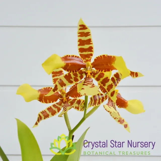 Rossioglossum Rawdon Jester (Rossioglossum)