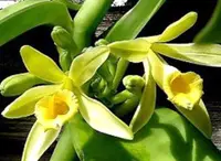 Vl. planifolia (Varigated) (VANP01) (- Vanilla ) Vl.=Vanilla SS