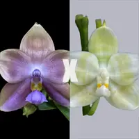[Bare-root] Phal. Yin's Romantic Indigo x Mituo Purple Tiger [2.4" NMS][Jun in stock]