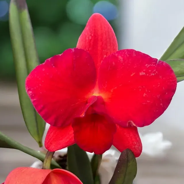 Rhyncholaeliocattleya Velvet Rubies