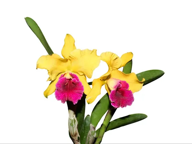 Rhyncholaeliocattleya Richard Ribaut (Rhyncholaeliocattleya)