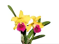 Rhyncholaeliocattleya Richard Ribaut