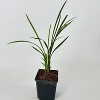 Cymbidium goeringii — blühfähige Pflanzen