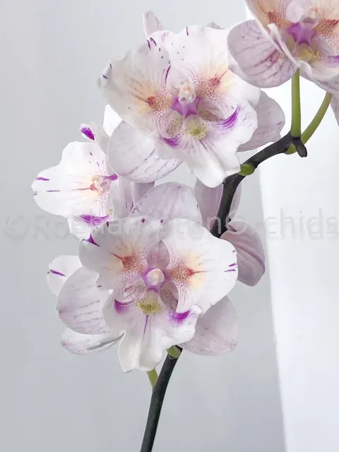 Phalaenopsis Charming Warszawa