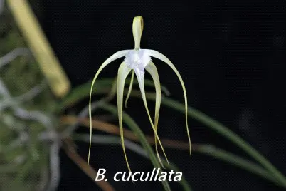 Brassavola cucullata 'Ching Hua' (Brassavola)
