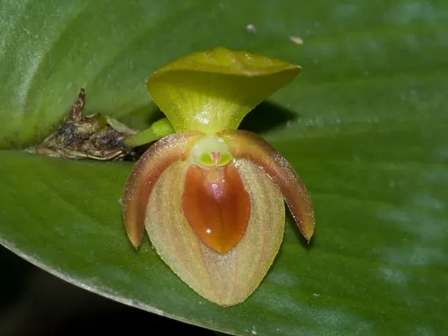 Pleurothallis bivalvis 'Ecuagenera'
