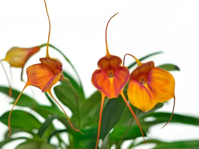 Masdevallia Angel Frost