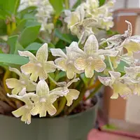 Den. Micro Chip (4" Pot) - Buds