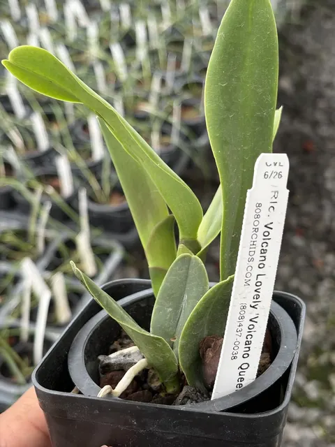 Rhyncholaeliocattleya Volcano Lovely 'Volcano Queen' (Rhyncholaeliocattleya)