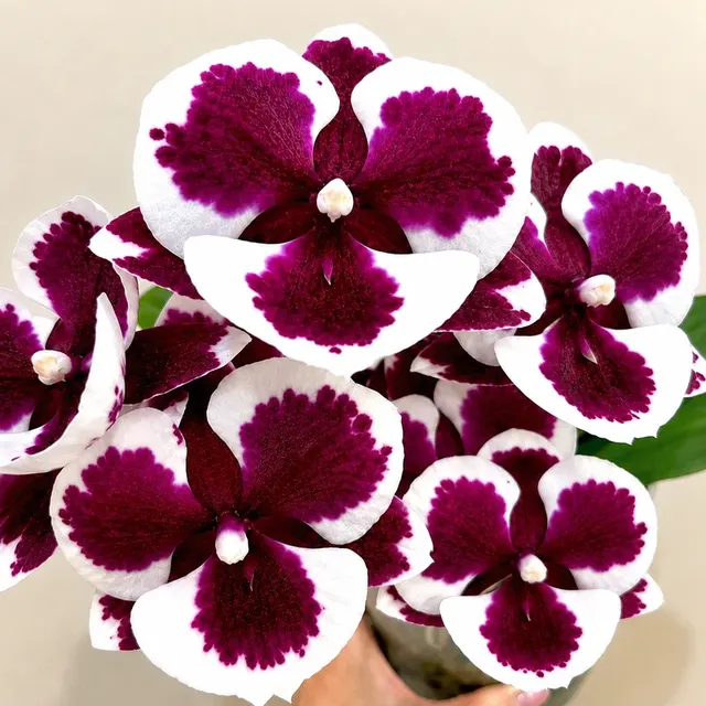 Phalaenopsis Clown (Phalaenopsis)