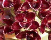 Fredclarkea Desert Tenor
