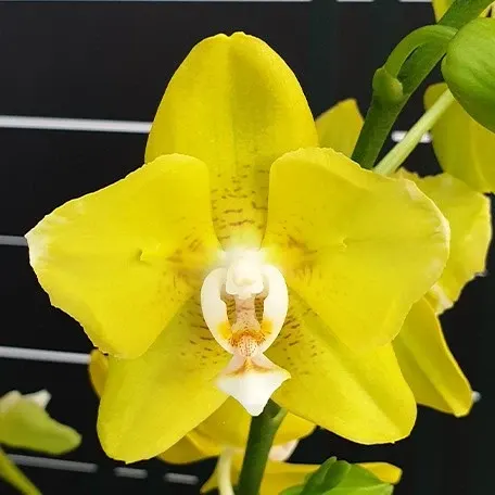 Phalaenopsis Sogo Meili