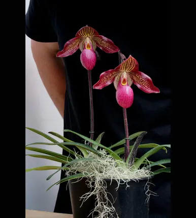Paphiopedilum Gloria Naugle 'New Horizon'