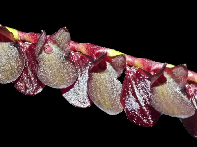 Stelis lynniana (Stelis)