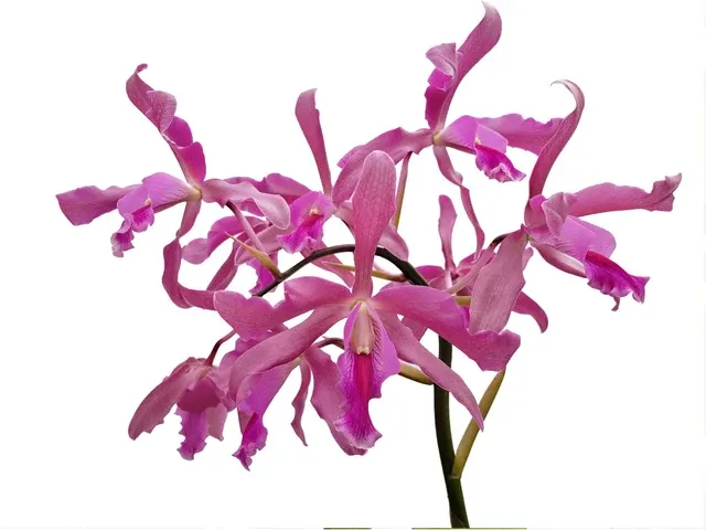 Laeliocattleya Daya L. Portilla (Laeliocattleya)