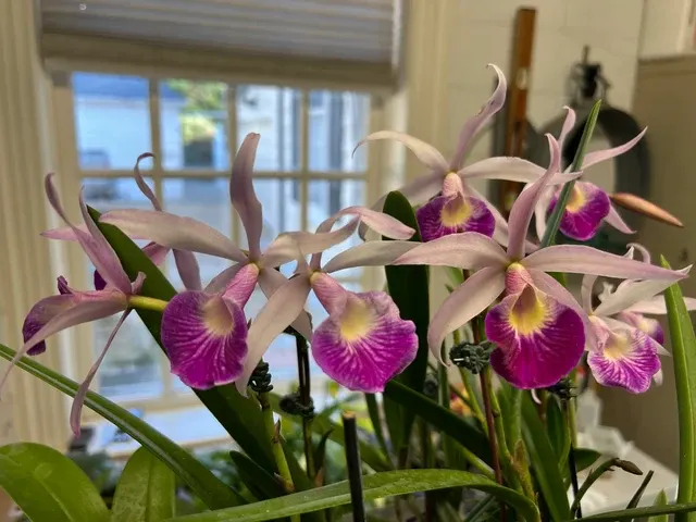 Brassocattleya Yuan Nam Star War