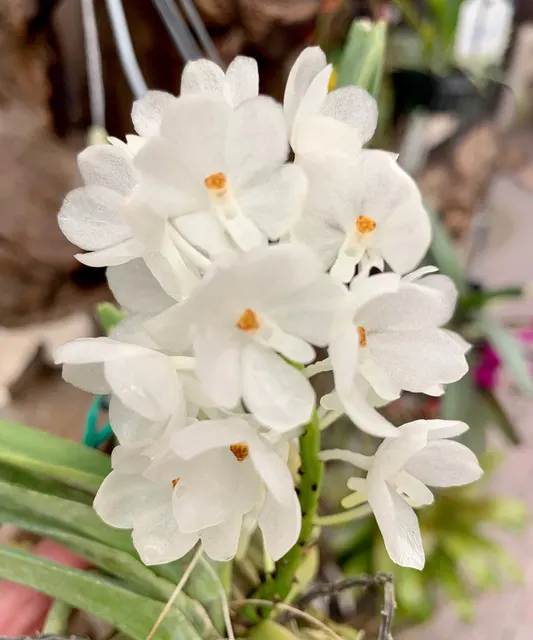 Vanda ampullacea v alba 'Fuchs Snow' (Vanda)
