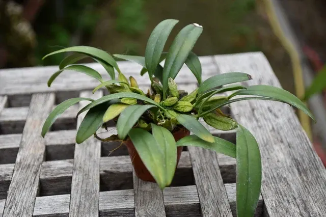 Dendrobium jenkinsii x lindleyanum