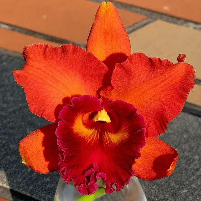Rhyncholaeliocattleya Eve Marie Barnett FCC/AOS - Parfumata 'Magnificent Watermelon Gold' (Rhyncholaeliocattleya)