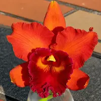 Rlc. Eve Marie Barnett 'Magnificent Watermelon Gold' FCC/AOS - parfumata