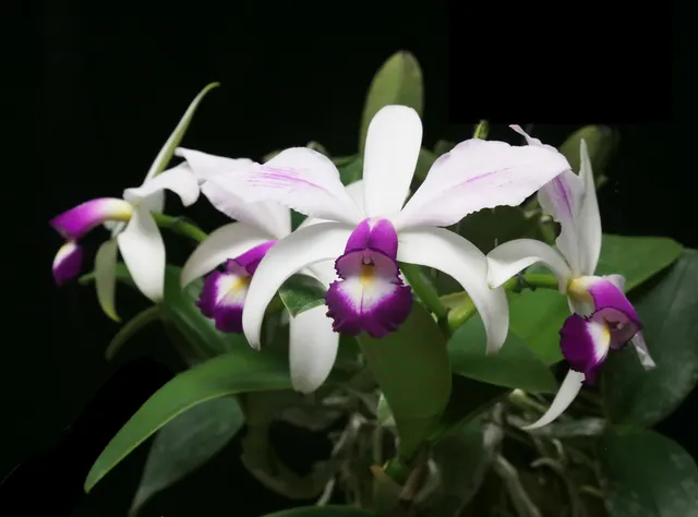 Cattleya violacea h.f semialba (Cattleya)
