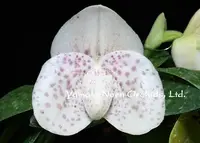 Paphiopedilum bellatulum SEMI ALBUM FORM