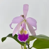 Cattleya gaskelliana — Blühfähige Pflanze