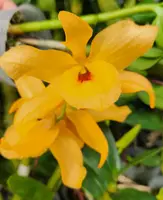 Den. (Star Dust x Lai's Pearl Queen ) 'Golden Brick' (MD119) (Hybrid)