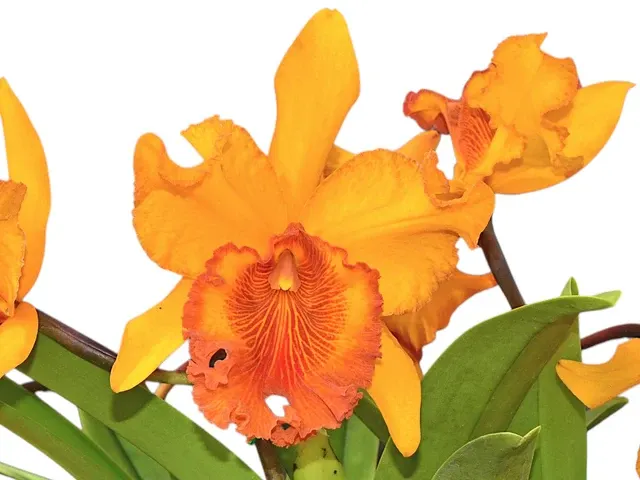 Rhyncholaeliocattleya Hubert Garton (Rhyncholaeliocattleya)