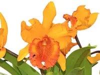 Rhyncholaeliocattleya Hubert Garton
