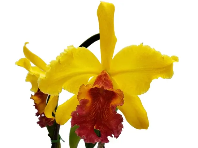 Rhyncholaeliocattleya M. Luisa Cruz