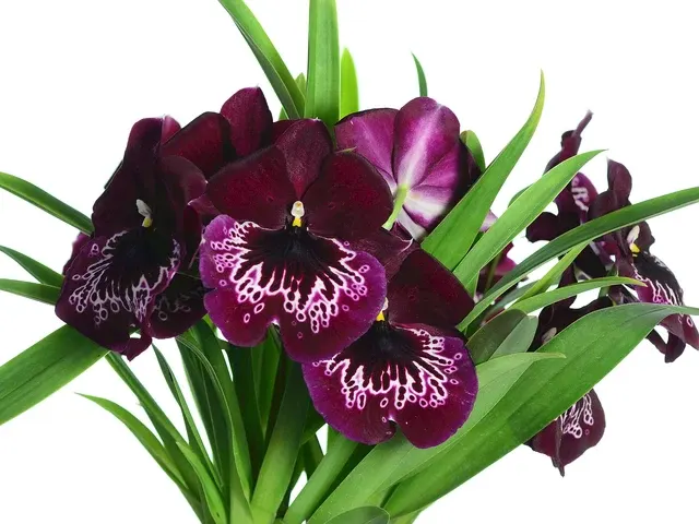 Miltoniopsis Catalina De Alvarado