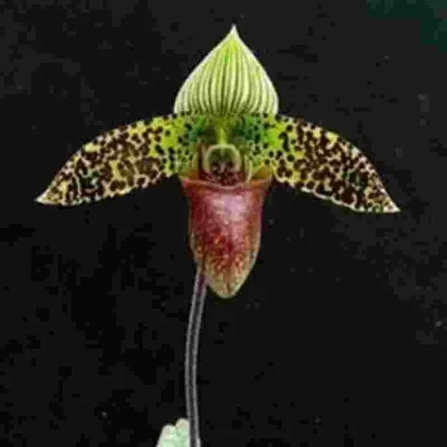 Paphiopedilium sukhakulii sp (Paphiopedilum)