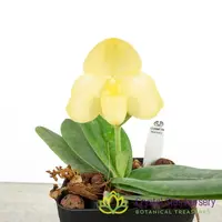 Paphiopedilum concolor var album (S) — 4" Pot / Multi Growth / Without Spike
